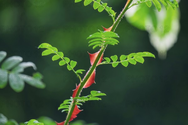 Branch with thorns of the silk rose (Rosa sericea), Netherlands