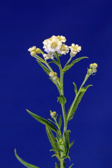 Marsh yarrow (Achillea ptarmica), flowering, flowers, Ellerstadt, Germany