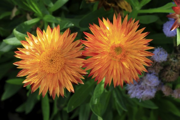 Strawflower (Xerochrysum bracteatum), blooming, flowers, Ellerstadt, Germany