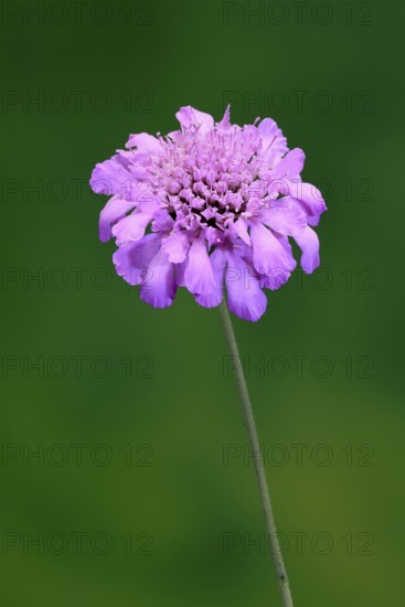 Pigeon Scabiosa (Scabiosa columbaria), pigeonweed, flowering, flowering, Ellerstadt, Germany