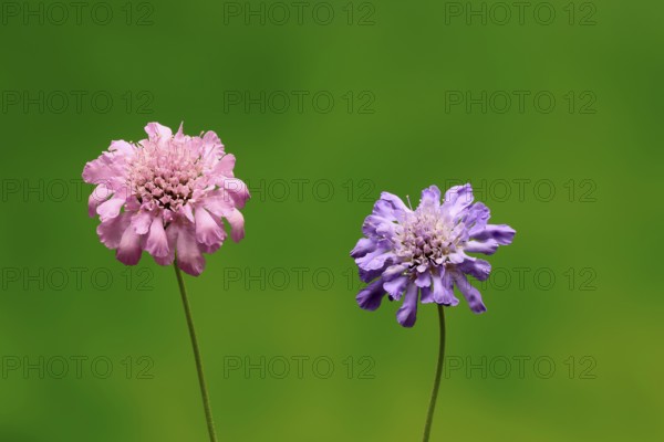 Pigeon Scabiosa (Scabiosa columbaria), pigeonweed, flowering, flowering, Ellerstadt, Germany