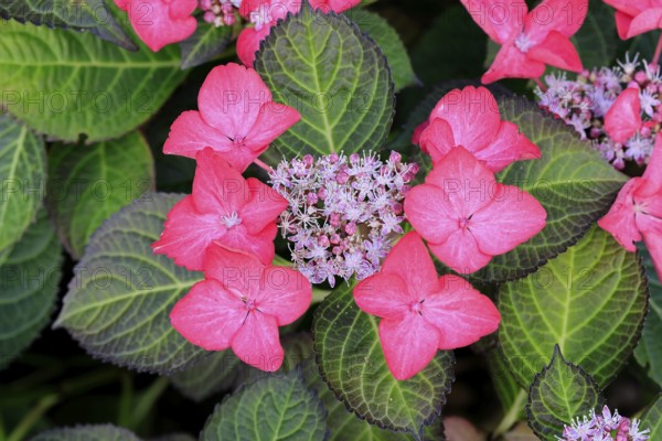Plate hydrangea (Hydrangea macrophylla), flower, in bloom, Germany
