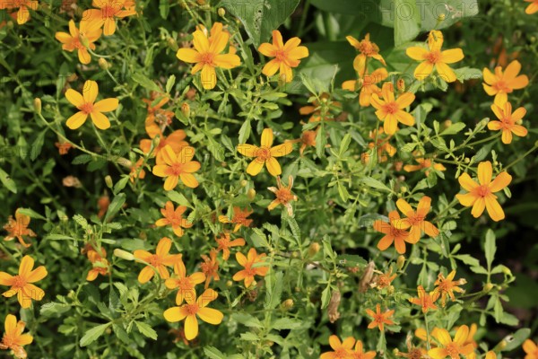 Tagetes tenuifolia (Tagetes tenuifolia), flower, in bloom, Ellerstadt, Germany