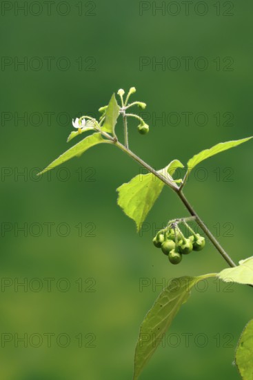 European Black Nightshade (Solanum nigrum), flower, flowering, fruit, Germany