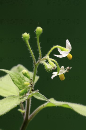 European Black Nightshade (Solanum nigrum), flower, flowering, Germany