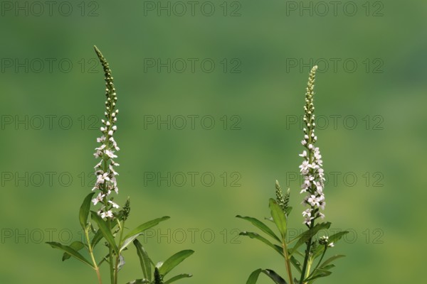 Snow field horsetail (Lysimachia clethroides), flower, flowering, Germany