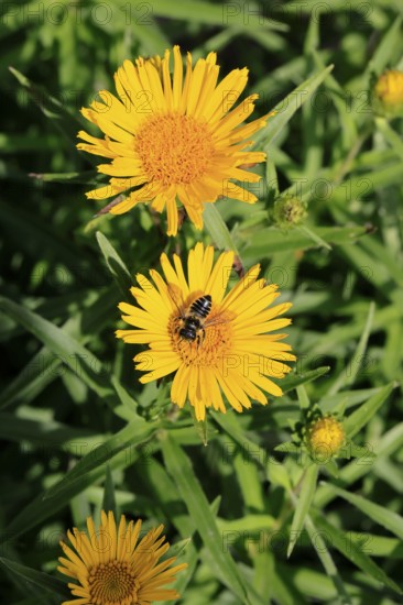 Schwert-Inula (Pentanema ensifolium), flower, flowering, Germany