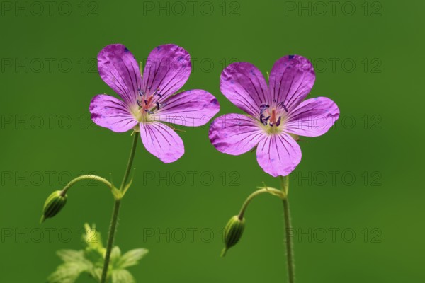 Cranesbill (Geranium cinereum), flowering, flowers, perennial plant, perennial, Ellerstadt, Germany