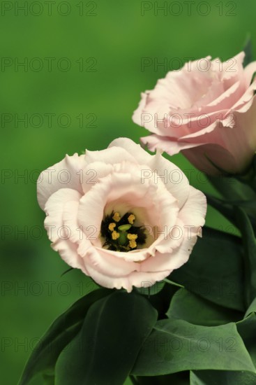 Prairie gentian, Lisianthius, Eustoma, flowering, Germany