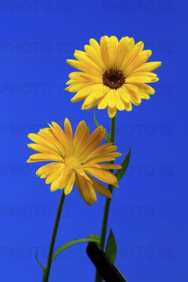 Marigold (Calendula officinalis), flower, flowering, medicinal plant, Ellerstadt, Germany