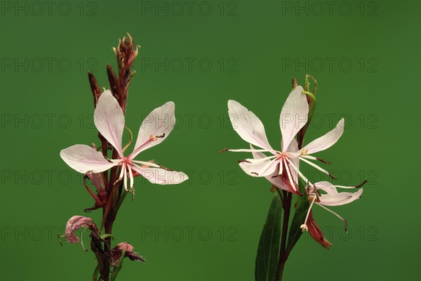 Evening primrose (Oenothera lindheimeri), flowering, flower, Ellerstadt, Germany