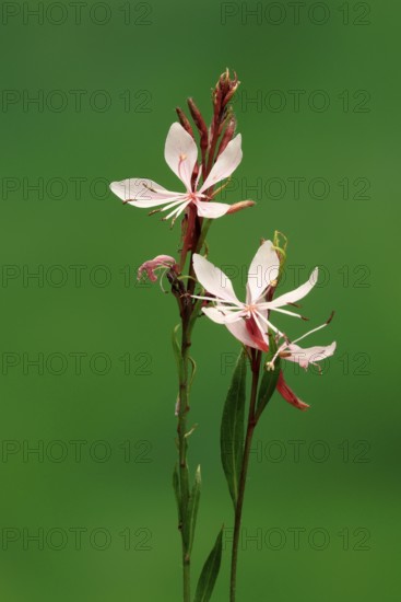 Evening primrose (Oenothera lindheimeri), flowering, flower, Ellerstadt, Germany