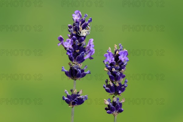 Lavender (Lavandula), flowering, Germany