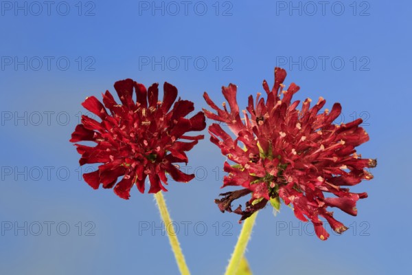 Macedonian widow flower (Knautia macedonica), flowering, Germany