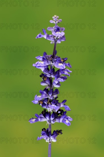 Mealycup sage (Salvia farinacea), flowering, flower, Ellerstadt, Germany