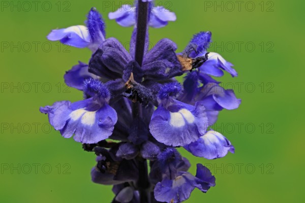 Mealycup sage (Salvia farinacea), flowering, flower, Ellerstadt, Germany