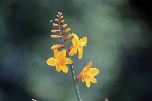 Montbretia (Crocosmia x crocosmiiflora), flowering, flower, Ellerstadt, Germany