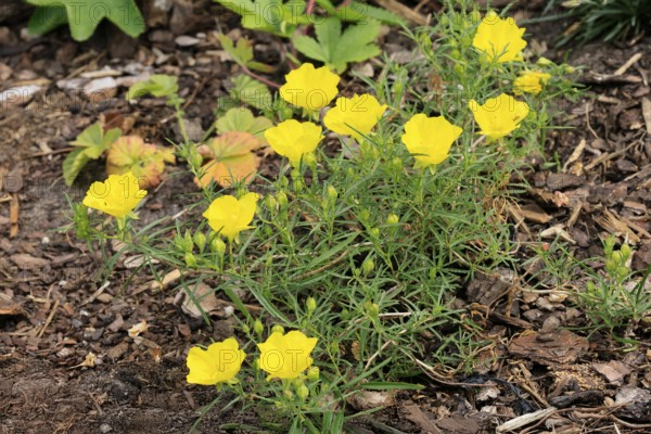 Oenothera hartwegii, evening primrose, flowering, flower, Ellerstadt, Germany