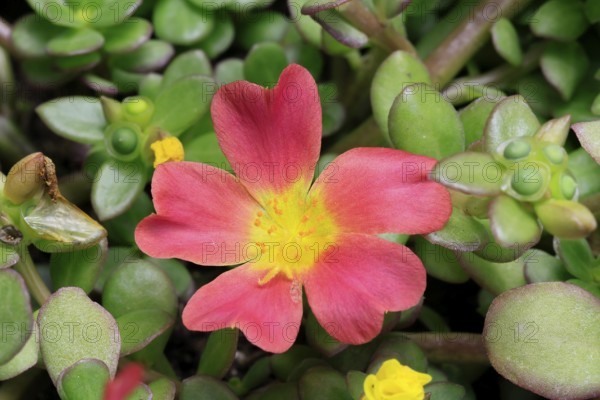 Portulaca (Portulaca grandiflora), flowering, flower, Ellerstadt, Germany