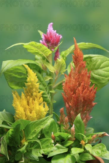 Cockscomb (Celosia argentea), feather bush, flowering, Germany