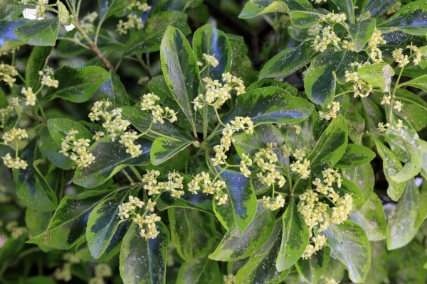 Euonymus japonicus (Euonymus japonicus), flowering, Germany