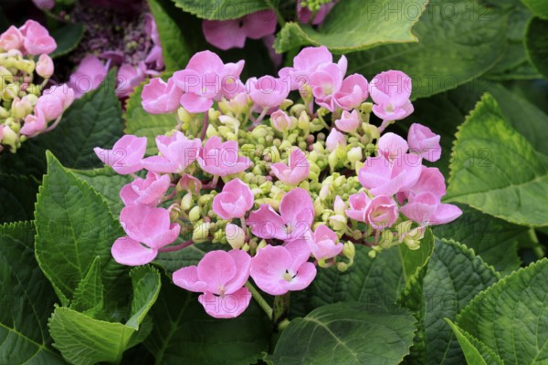 Hydrangea, flowering, Germany