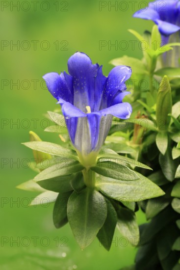 Koch's gentian (Gentiana acaulis), flowering, Germany