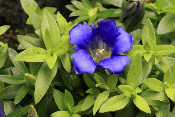 Koch's gentian (Gentiana acaulis), flowering, Germany