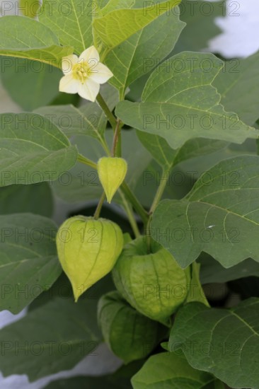 Lampion flower (Physalis alkekengi), flowering, fruit stand, Germany