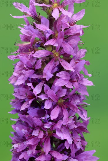 Purple loosestrife (Lythrum salicaria), flower, flowering, Germany