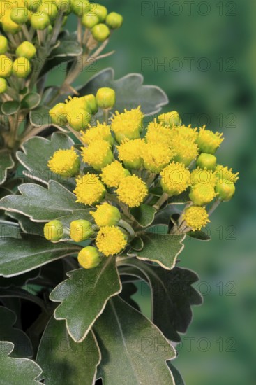Gold-and-silver chrysanthemum (Chrysanthemum pacificum), flowering, Germany