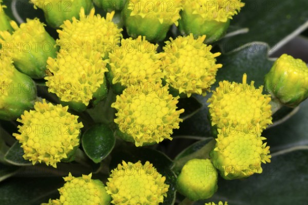 Gold-and-silver chrysanthemum (Chrysanthemum pacificum), flowering, Germany
