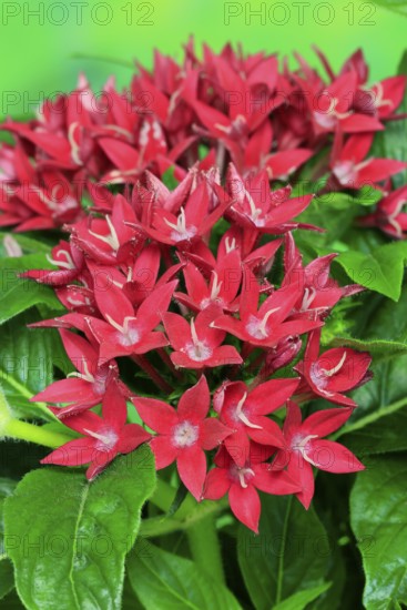 Pentas lanceolata, flowering, Germany
