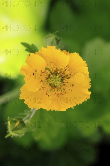 Yellow carnation root (Geum hybride), flowering, flower, Ellerstadt, Germany