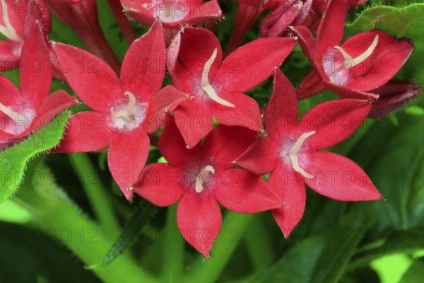 Pentas lanceolata, flowering, Germany
