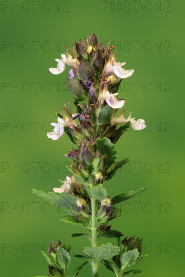 Edel-Gamander (Teucrium chamaedrys), flowering, Germany