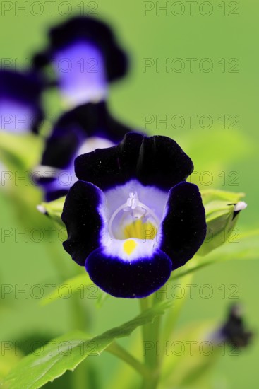 Fournier's torenia (Torenia fournieri), flowering, Germany