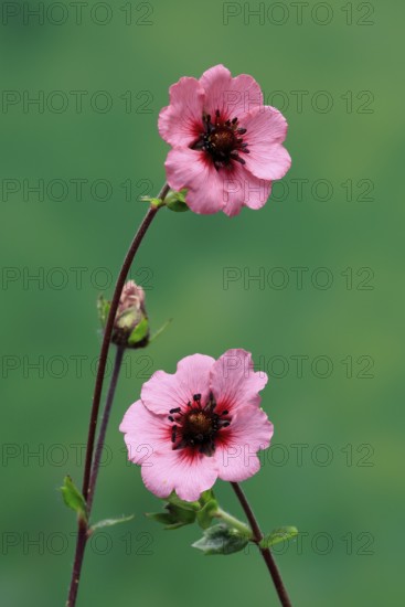 Dark crimson cinquefoil (Potentilla atrosanguinea), flowering, Germany