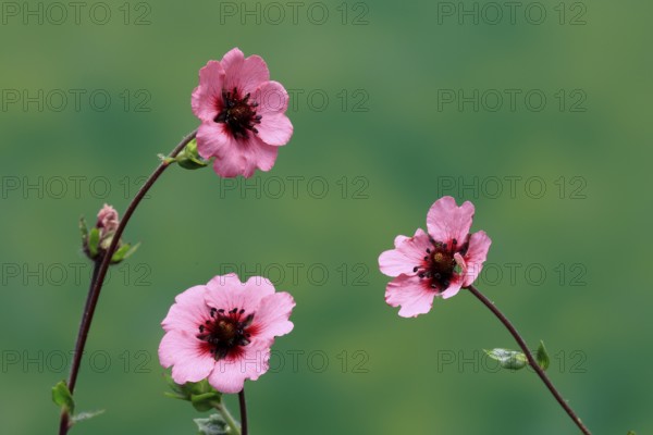 Dark crimson cinquefoil (Potentilla atrosanguinea), flowering, Germany
