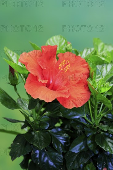 Chinese hibiscus (Hibiscus rosa-sinensis), flowering, Germany