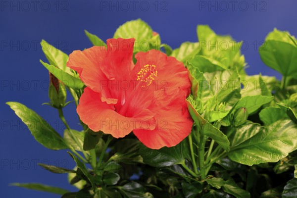Chinese hibiscus (Hibiscus rosa-sinensis), flowering, Germany