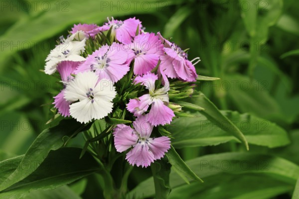 Bearded carnation (Dianthus barbatus), flowering, Germany