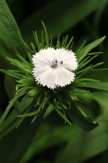 Bearded carnation (Dianthus barbatus), flowering, Germany