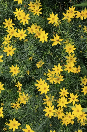 Whorled-leaved tickseed (Coreopsis verticillata), flowering, flower, Ellerstadt, Germany