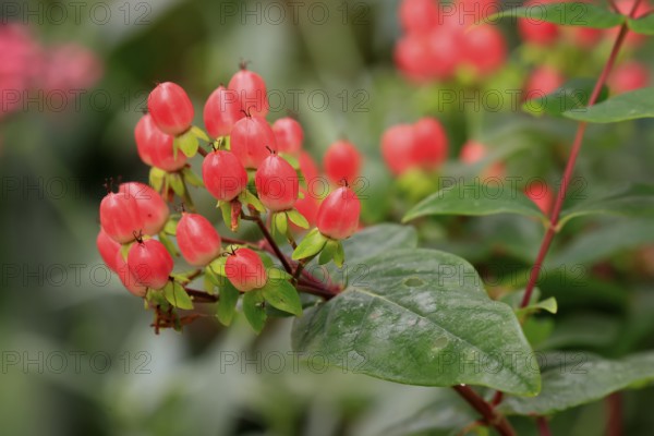 St John's wort (Hypericum androsaemum), man's blood, fruits, Germany