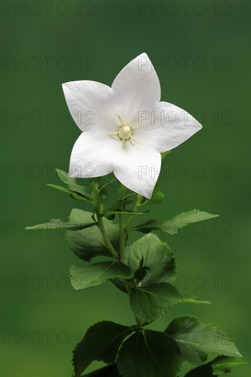 Balloon flower (Platycodon grandiflorus), flowering, Germany
