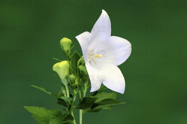 Balloon flower (Platycodon grandiflorus), flowering, Germany