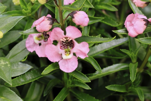 Angelonia (Angelonia angustifolia), flowering, Germany