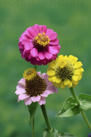 Zinnia (Zinnia elegans), flower, flowering, Germany
