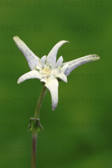 Alpine edelweiss (Leontopodium alpinum), Leontopodium nivale subsp. alpinum), flowering, Germany